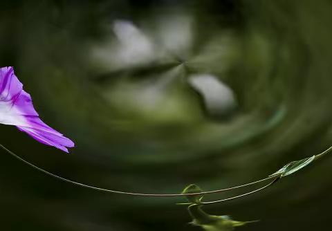 绿蔓如藤---寄情牵牛花