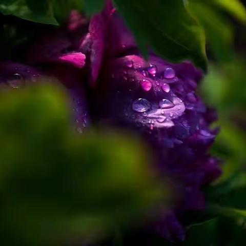 醉守流年，又是牡丹花开时