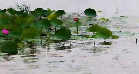 摇曳荷塘-不负浪漫的夏季