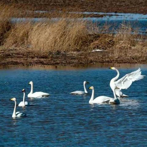 在一次邂逅初春里