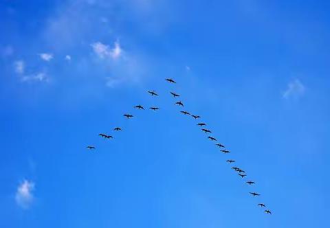 大雁飞行，天蓝江阔，逐风远征