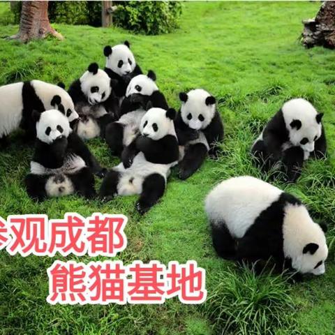 新年游四川（三）🐼看熊猫🐼