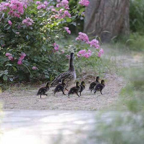 天上飞来新宠物（周小平摄影）
