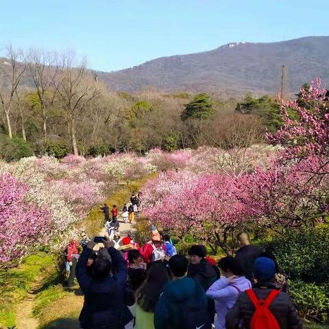 春暖花开，踏青赏梅