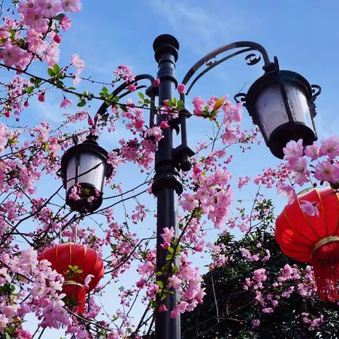 又是一年海棠开