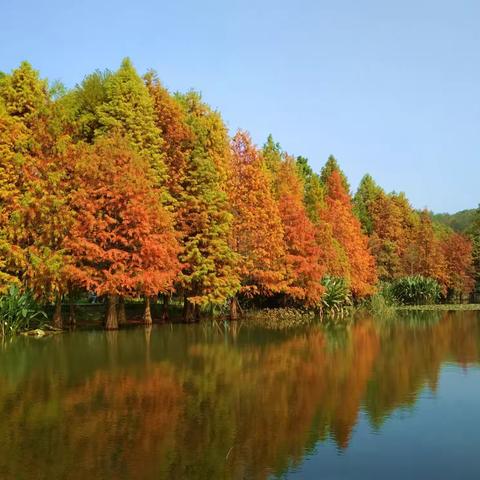 我在南京的秋天等你