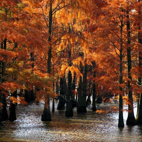 深秋，走进那一片醉人的红——游池杉湖国家湿地公园