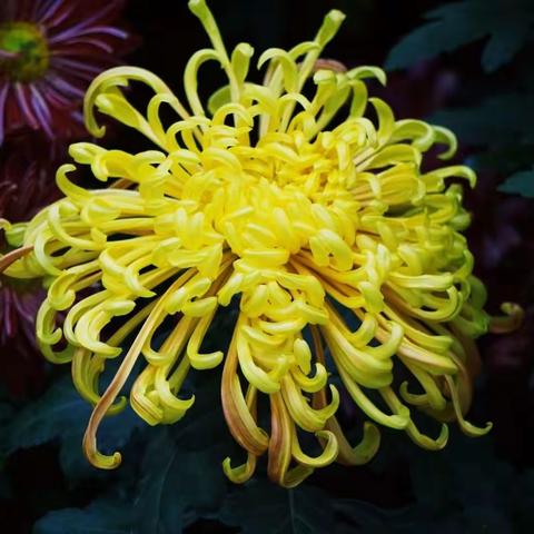 秋日赏菊正当时