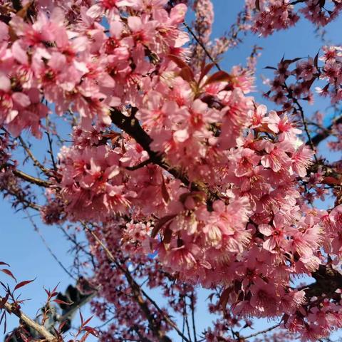 春节樱花（二）