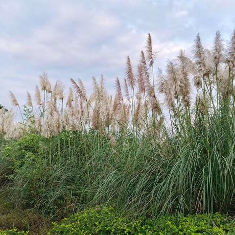 芦苇