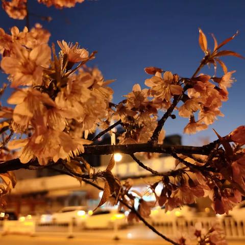 春节樱桃也开了（一）
