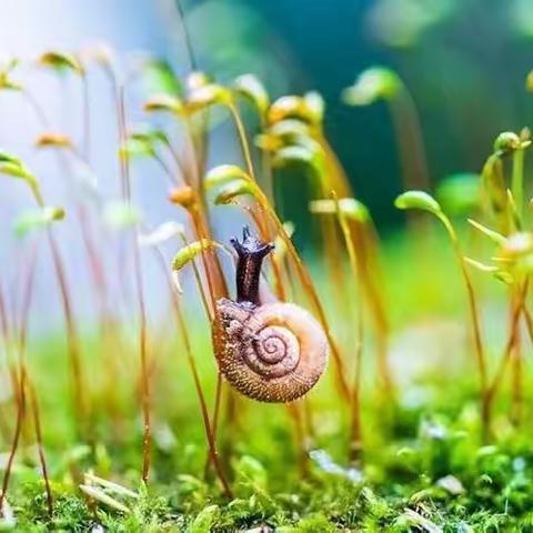 “停课不停学”，春风送暖，静待花开。新区前进小学四年级语文第四周线上教学工作总结。