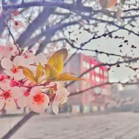 四年级组同课异构《同一个主题，不同的精彩》