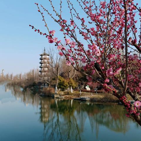 《春到邳州》梅花开手机拍摄于邳州