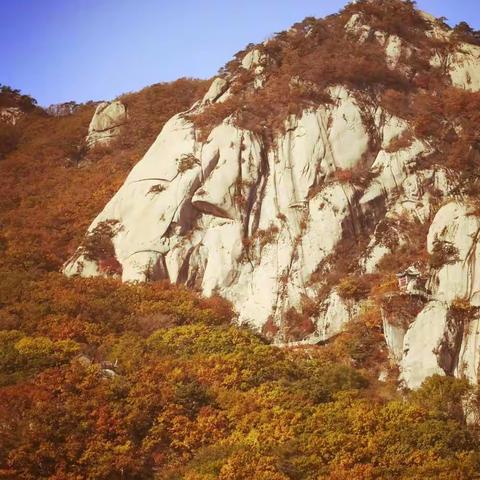 看凤凰山枫叶红