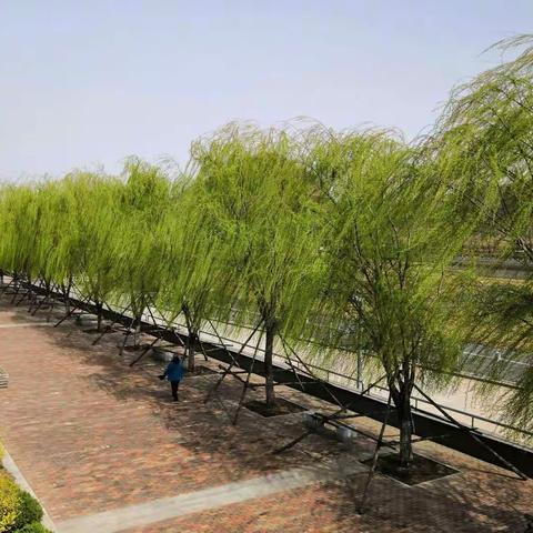 凤城的春天来了