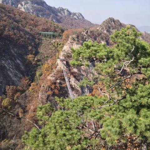 九九重阳看凤凰山之青松