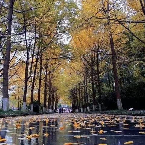 细雨霏霏寒意微微，教研正当时———记实验中学华英路校区初一语文组教研