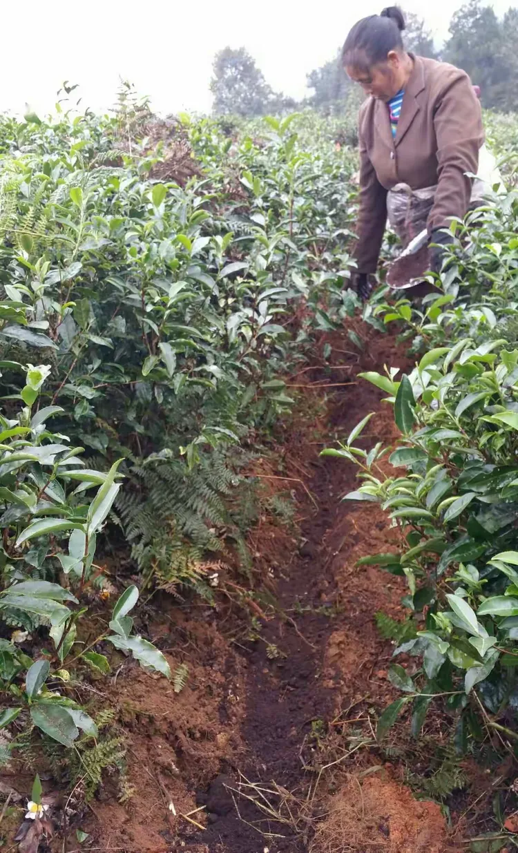 苗岭雾海欢迎你!瓮安欧标茶!