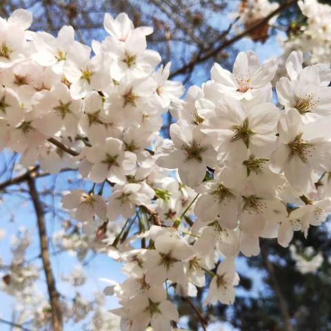 “控疫情、实演练、备复学”——甘泉中心学校开展新冠肺炎疫情防控实景模拟应急演练纪实（1一4年级）