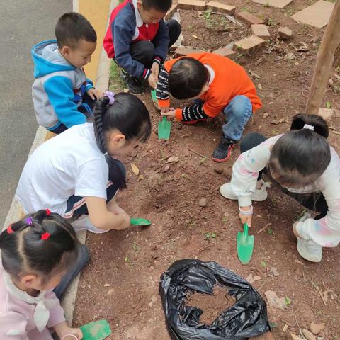 一路欢鸽(护鸽小分队)