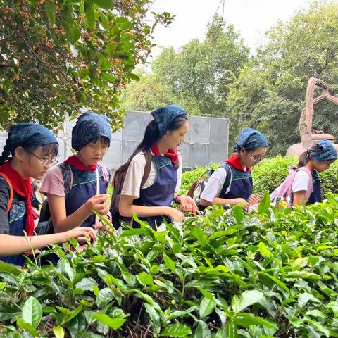 寻天目秋韵，研茶乡文化——溧阳市实验小学六年级“天目湖”劳动实践活动