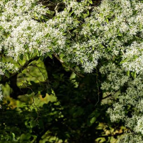 看流苏花 游天堂寨