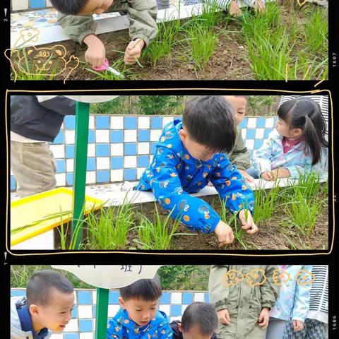 川嘉翰林幼儿园中一班～～《韭菜鸡蛋饼》