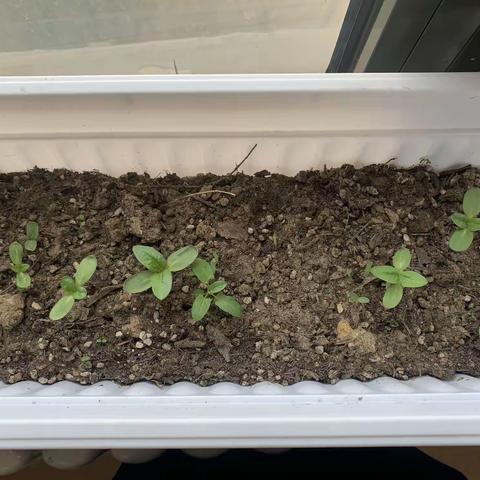 陈经纶中学保利分校初三年级三月学情通报