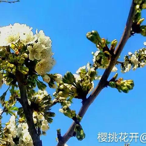 "随手拍"之: 樱挑花儿开