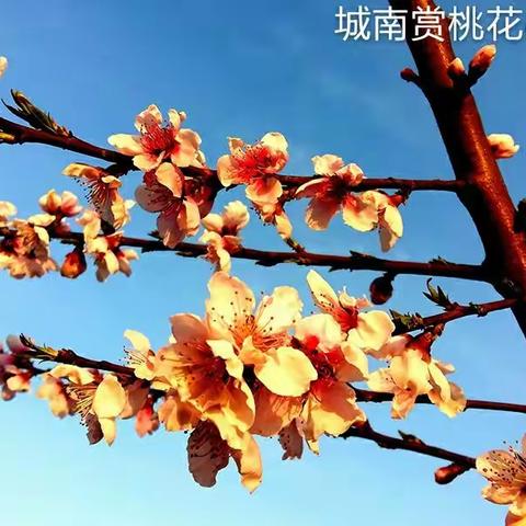 "随手拍"之:城南桃花艳