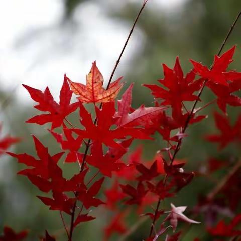 美在金秋       ——国资委石化离退休干部局举办重阳节庆祝活动