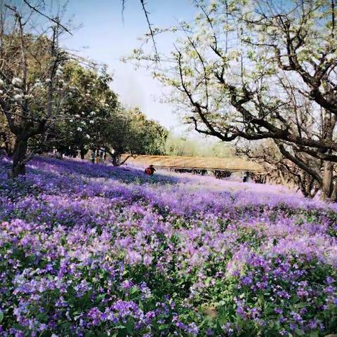 🍃春🍃～花海三台山之韵