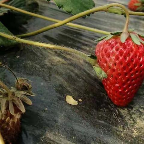 以案促改抓常规   求真务实提质量——送庄镇召开教学常规管理工作反思会