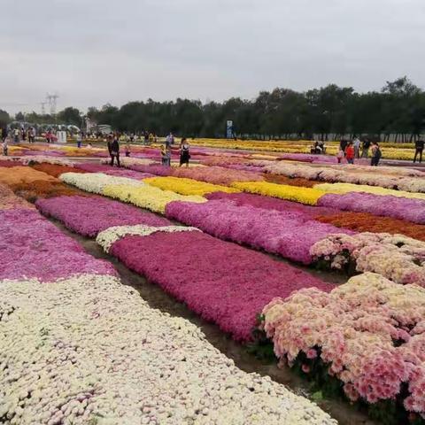 2016新疆昌吉第五届菊花节