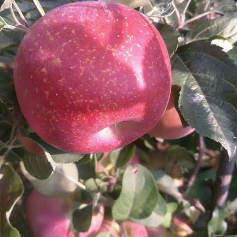 昭通丑苹果→昭通各种特色小吃