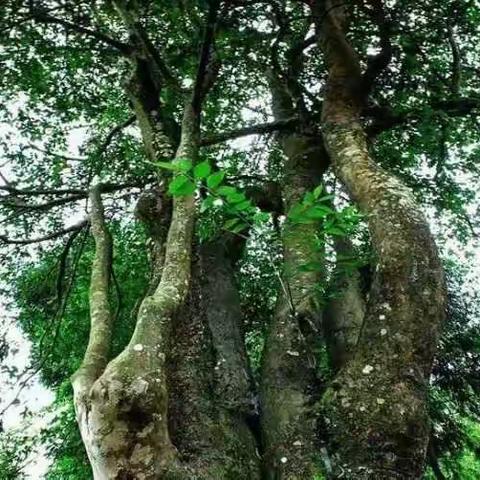 咸丰县内古老的油茶树