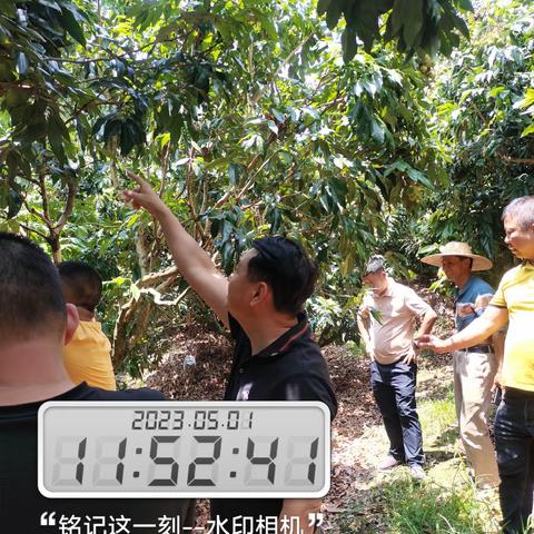 万嘉果公司执行董事周辉率队到琼中洽谈荔枝购销业务