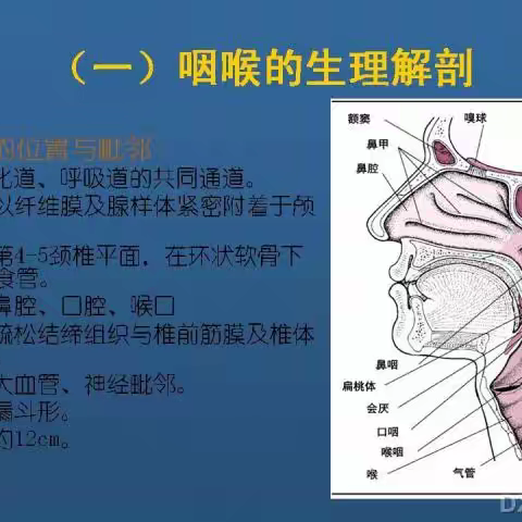 咽喉的正常解剖