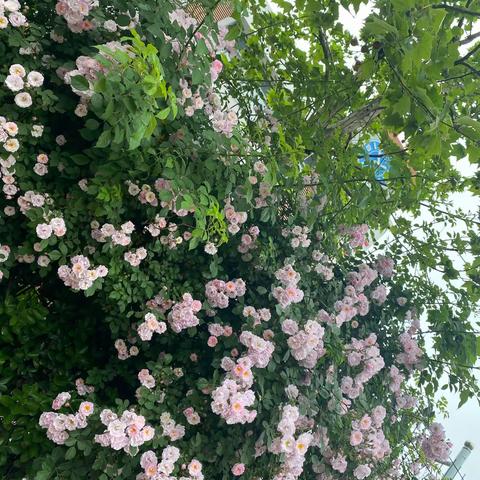 志存高远 天道酬勤