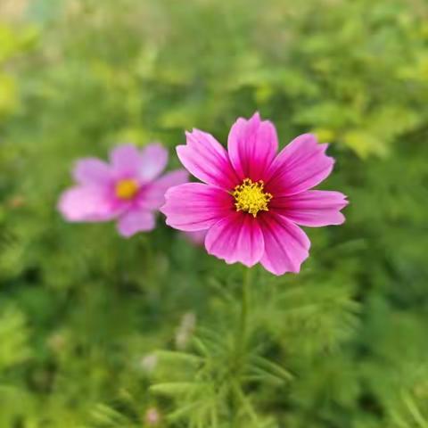 格桑花开    校园更美