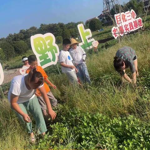 巨化三小305班收花生记