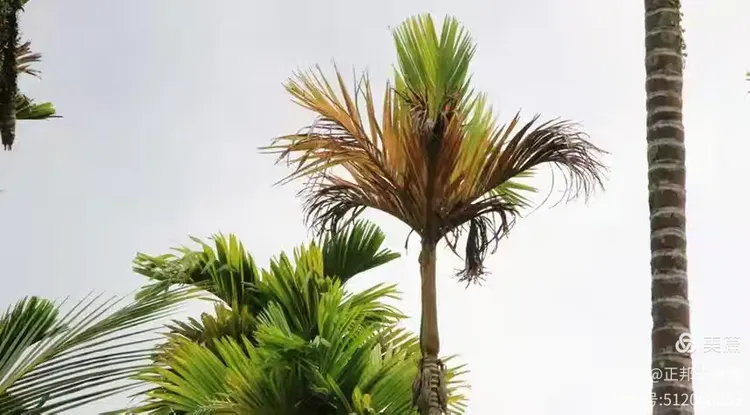 棕榈树枝叶