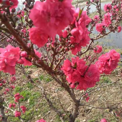 春暖花开日        校园再聚时