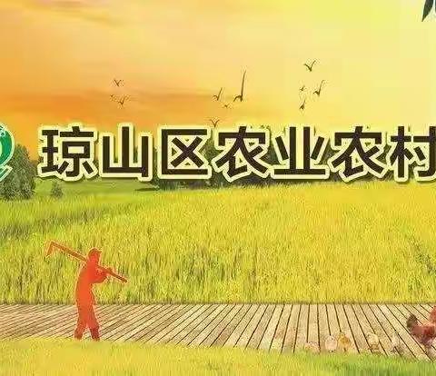 琼山区新民林场传达学习省委1号文件精神