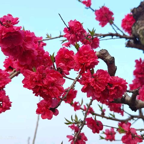 春天的色彩……