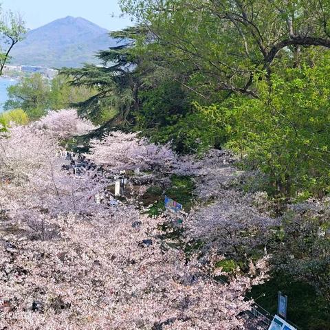 樱花浪漫……赴一场春天之约