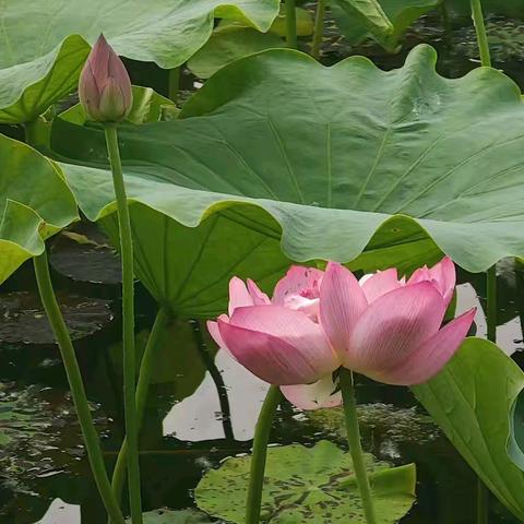 荷风入夏一池清欢