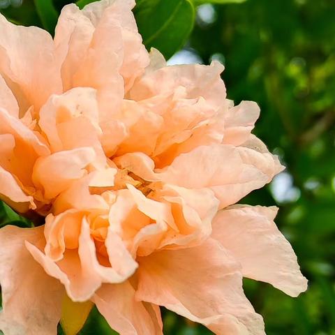 火红的石榴花……