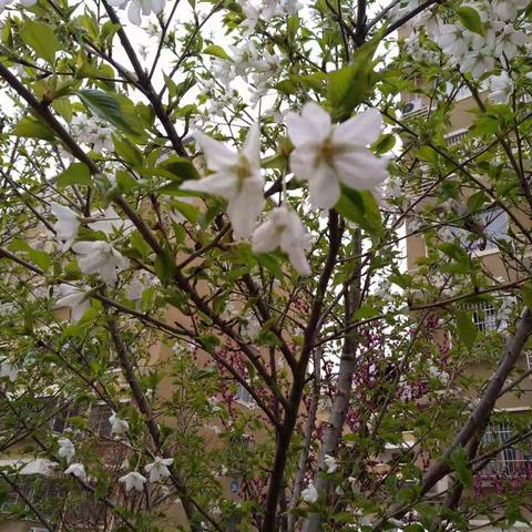 学雷锋，爱环保——辛店小学三七班